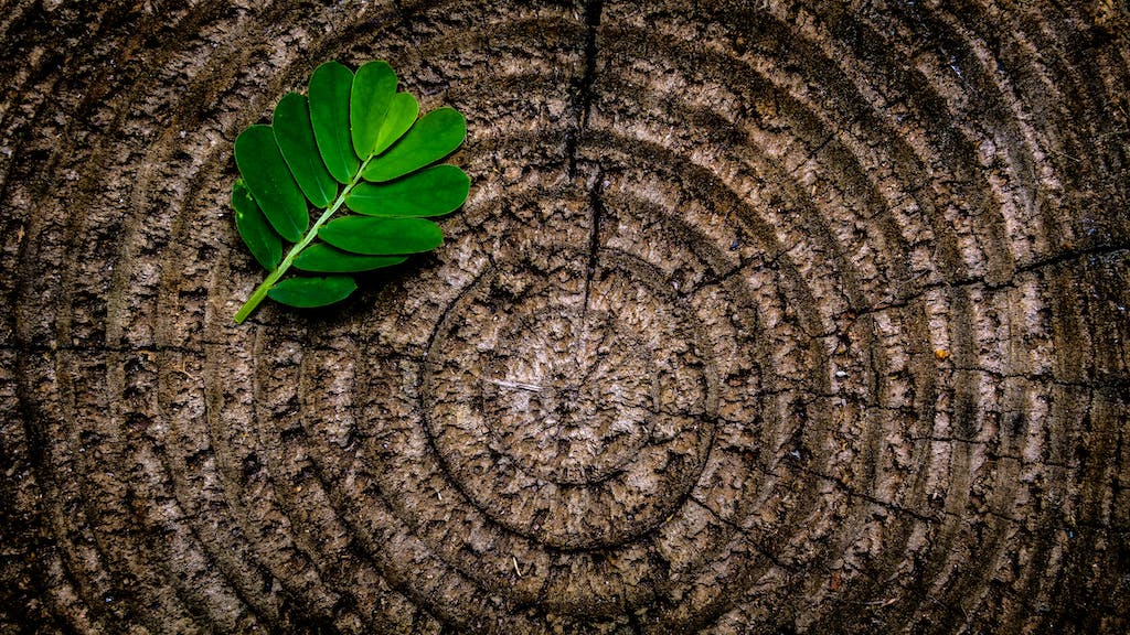 Green Leaf Plant on Brown Wooden Stump