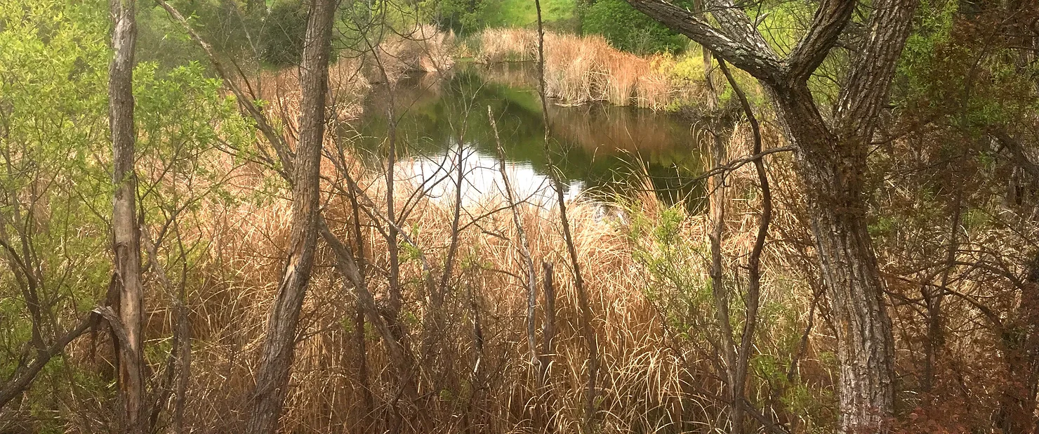 View of Nature